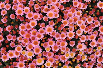 pink red flowers autumn chrysanthemum texture background