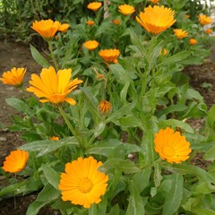 yellow flowers in garden