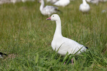 White Snow Goose