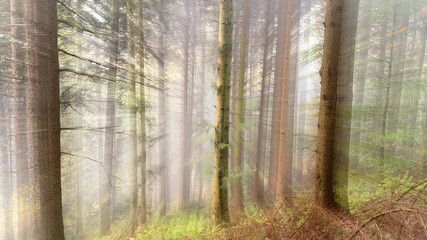 Mist in the Woods
