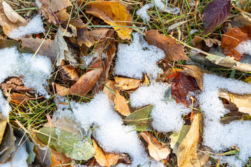 fall leaves in snow