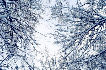 Snowy branches of trees in the winter forest amid the sky, view from below.