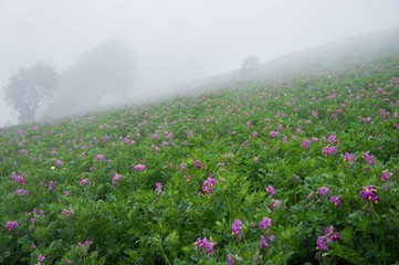 Campo de cultivo de papa con flores moradas