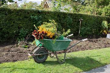 Wheelbarrow for working in the garden. Cleaning of the garden in the autumn.