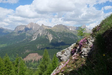 A park at Dolomites Passo Staulanza, flower 