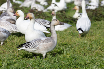 White Snow Goose