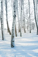 Gardinen Winterbirkenhain bei Sonnenuntergang. Winterwald. Kalte Winterlandschaft © isavira