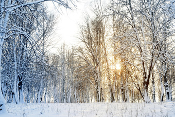 Winter forest at sunset, toned. Cold winter landscape