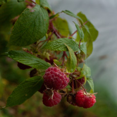 A branch with burgundy-scarlet berries of autumn raspberries in raindrops.