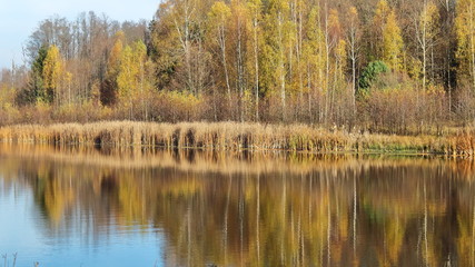 Fototapeta premium reflection of yellow birches and shrubs in a forest lake in autumn