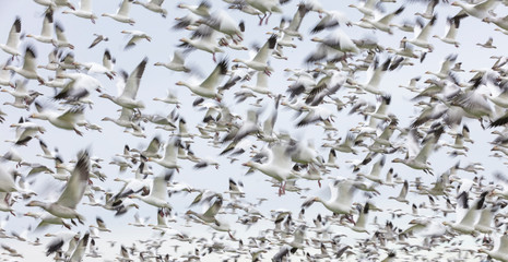 Flying Snow Geese with motion blur
