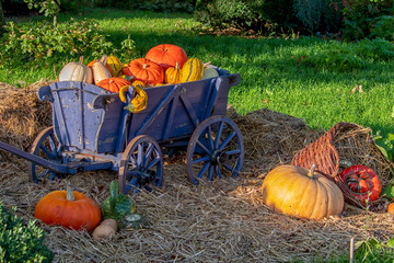 harvest festival or thanks giving decoration in autumn