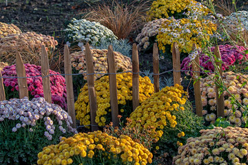beautiful autumn trees and gardens by the lake