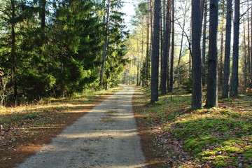 Fototapeta premium road in the woods disappears in the fall away