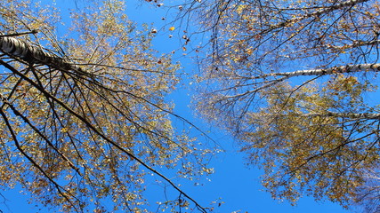 blue sky in birch forest in autumn texture background