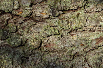 tree bark moss lichen texture background close-up