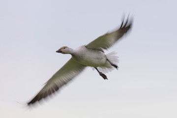 Flying Snow Geese with motion blur