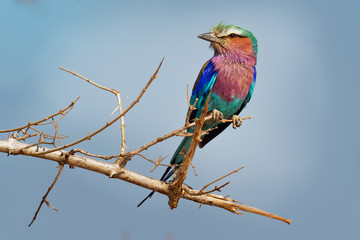 Lilac-breasted Roller - Coracias caudatus - colorful magenta, blue, green bird in Africa, widely distributed in sub-Saharan Africa, vagrant to the Arabian Peninsula, prefers open woodland and savanna