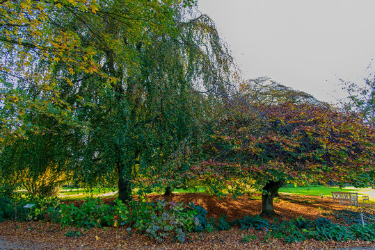 beautiful autumn trees and gardens by the lake