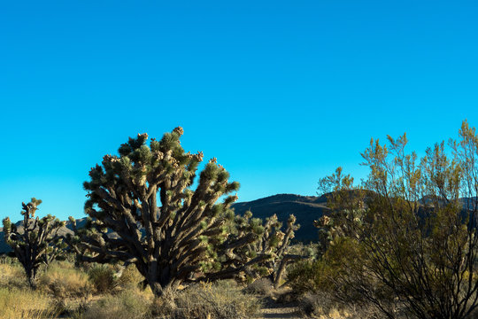 A large, healthy Joshua Tree in Spring Mountain Ranch State Park in Nevada