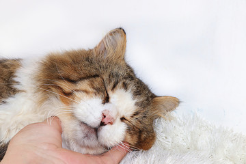 Close-up sleeping cat on a human hand, a cozy yard cat found its home, animal rescue, mercy and love
