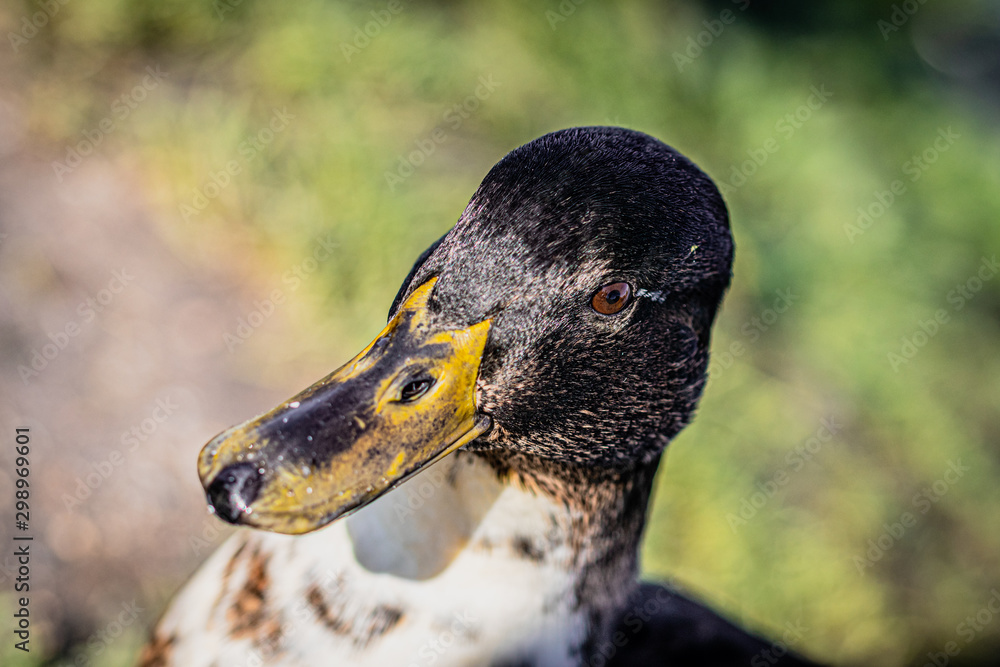 Poster duck