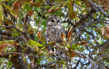 Barred owl bird