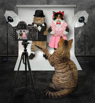 The cat photographer makes a photo of the couple in love in its photo studio.