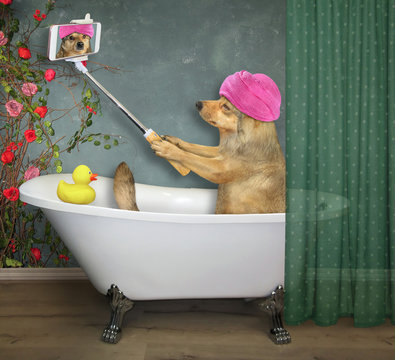 The beige dog with a pink towel around its head makes a selfie in the bath painted flowers in the bathroom.