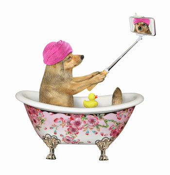 The beige dog with a pink towel around its head makes a selfie in the bath painted flowers. White background. Isolated.