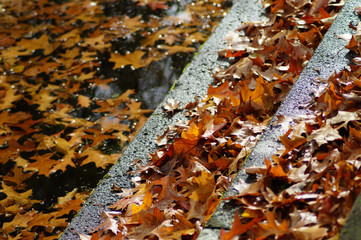 Herbstlaub in Mülheim an der Ruhr