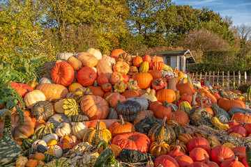 harvest festival or thanks giving decoration in autumn