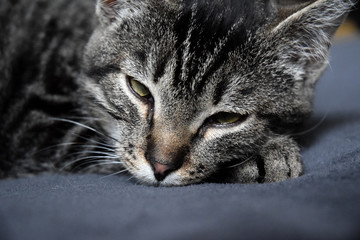Naklejka na ściany i meble European Shorthair Striped Cat resting 