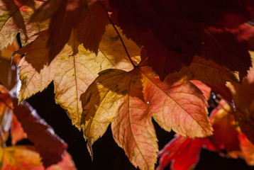 Maple leave in Fall
