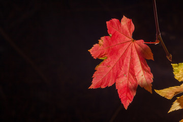 Maple leave in Fall