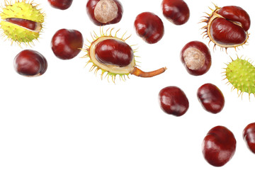 chestnuts isolated on white background. top view