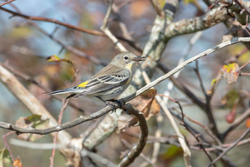Yellow rumped Warbler