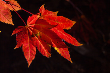 Maple leave in Fall