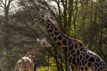 Giraffen