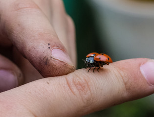 ladybird on finger  takeoff nature  ladybug color
