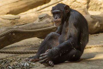 Schimpanse weibchen