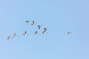 flying northern pintail ducks