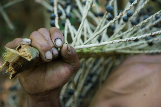 Close up of acai berries collector holding an acai tree branch in Brazilian Amazon