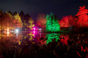 beautifully illuminated trees at the lake in autumn