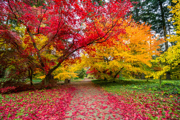 colorful leaves on autumn trees in the park