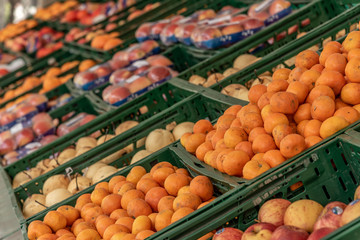 Mandarinen in grünen Boxen