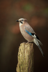Autumn jay