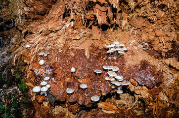 Mushroom Village