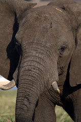 A closeup of an elephant on the banks of the Chobe River in Botswana.