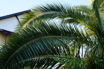 Fototapeta premium palm tree on the beach